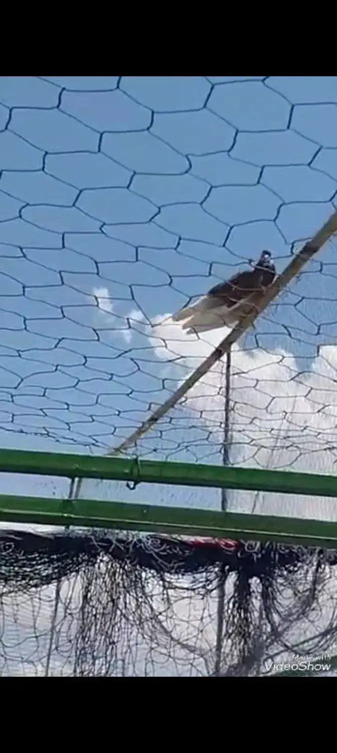 کبوتران پرشی ساعت سنگین|پرنده|کهریزک, |دیوار