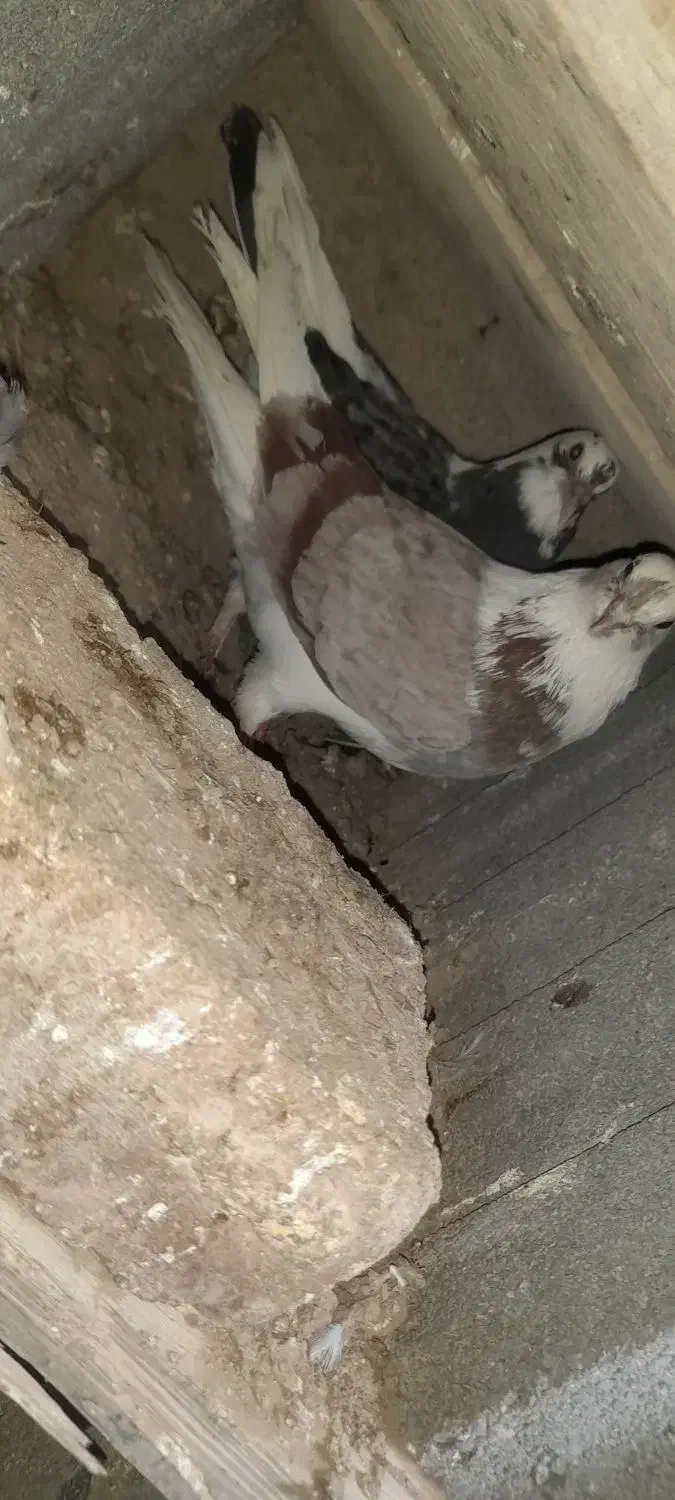 کبوتر|حیوانات|شاهرود, |دیوار