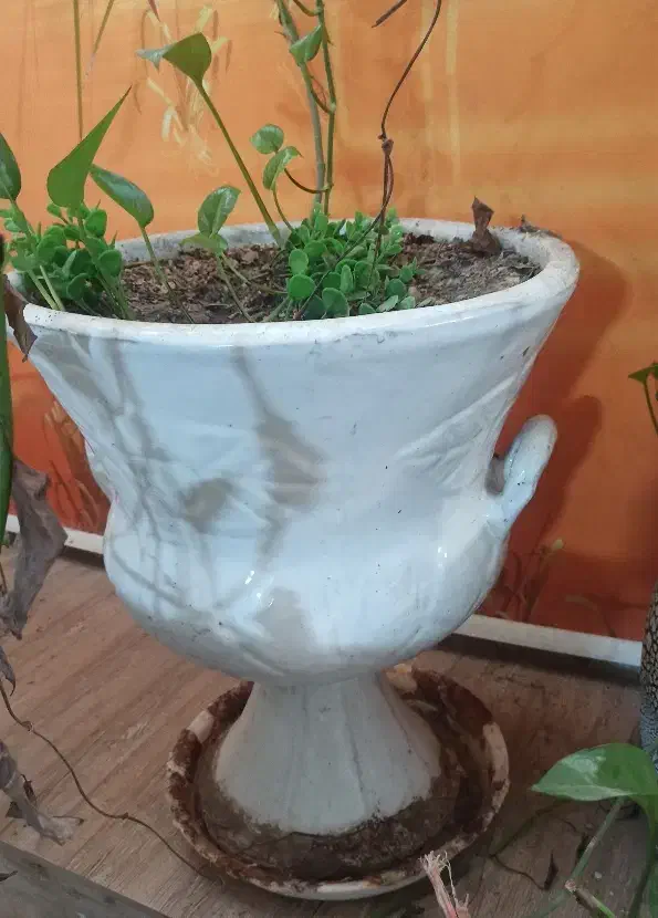 گلدان سفالی|گل و گیاه طبیعی|مشهد, چهارچشمه|دیوار