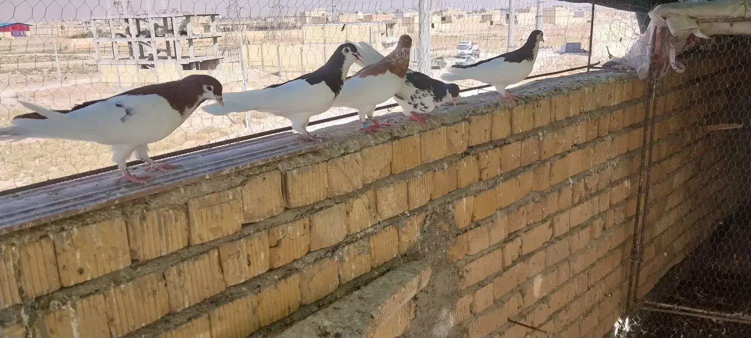 کبوتر|پرنده|مرودشت, ولایت|دیوار