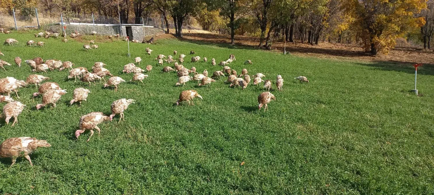 بوقلمون بوربون ماده (قەلە می سوور)|حیوانات مزرعه|بانه, |دیوار