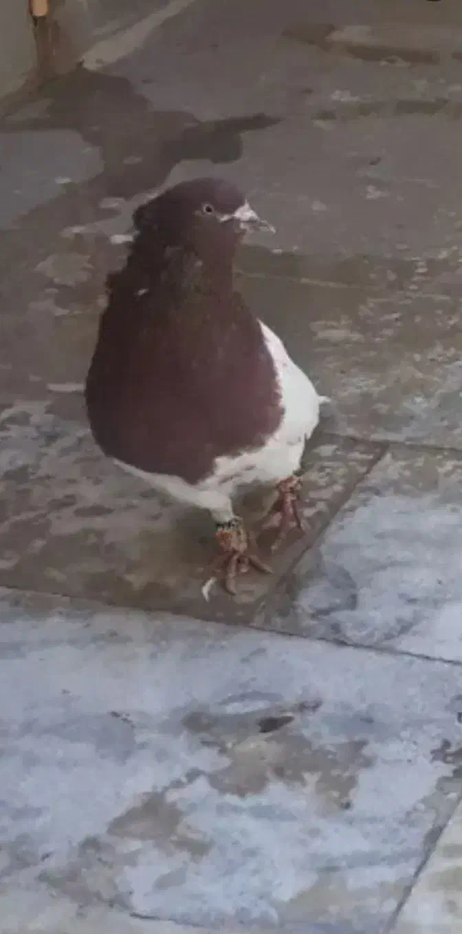 کفتر کله ایی|پرنده|میناب, |دیوار