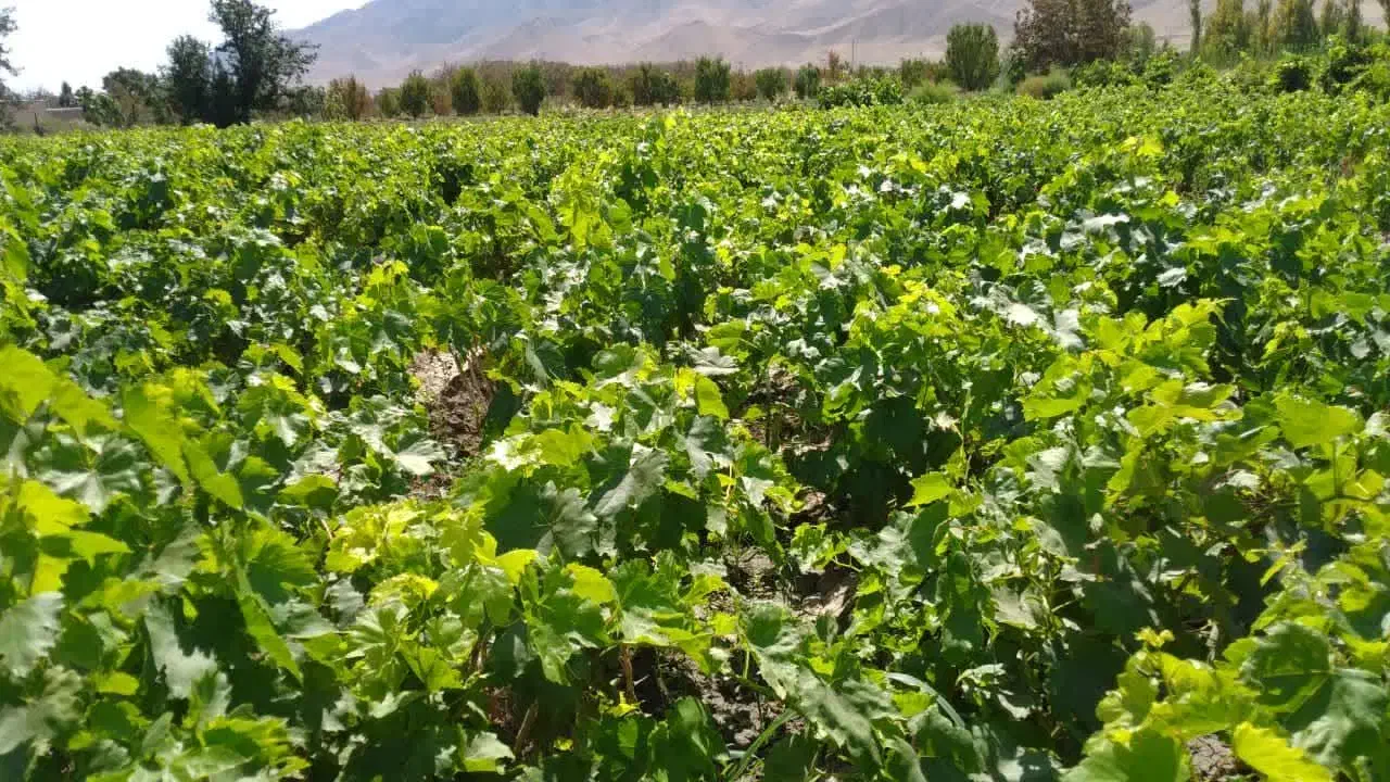 انواع نهال انگور سفید و قرمز وموندراپ مویز|خدمات باغبانی و درختکاری|ارومیه, |دیوار