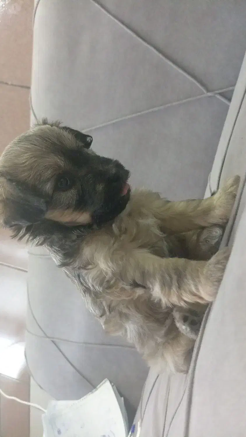 سگ با توله|سگ|قم, چهل درخت‎|دیوار