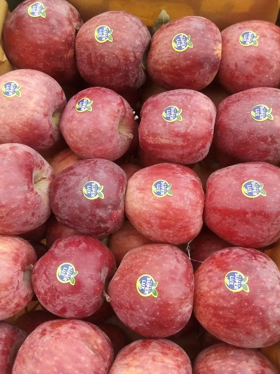 سیب مشگین شهر|خوردنی و آشامیدنی|مشگین شهر, |دیوار