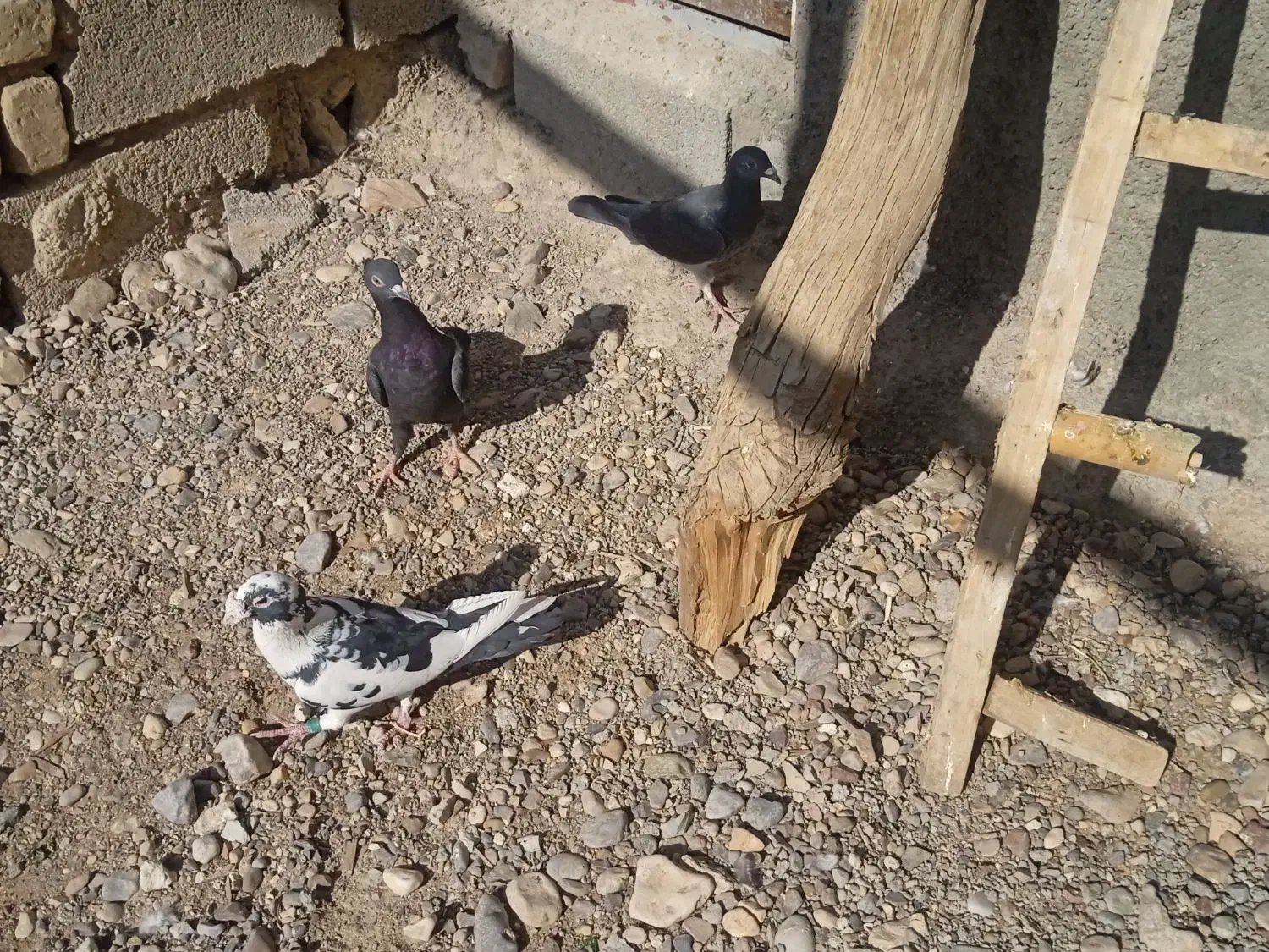 کبوتر|پرنده|فسا, |دیوار