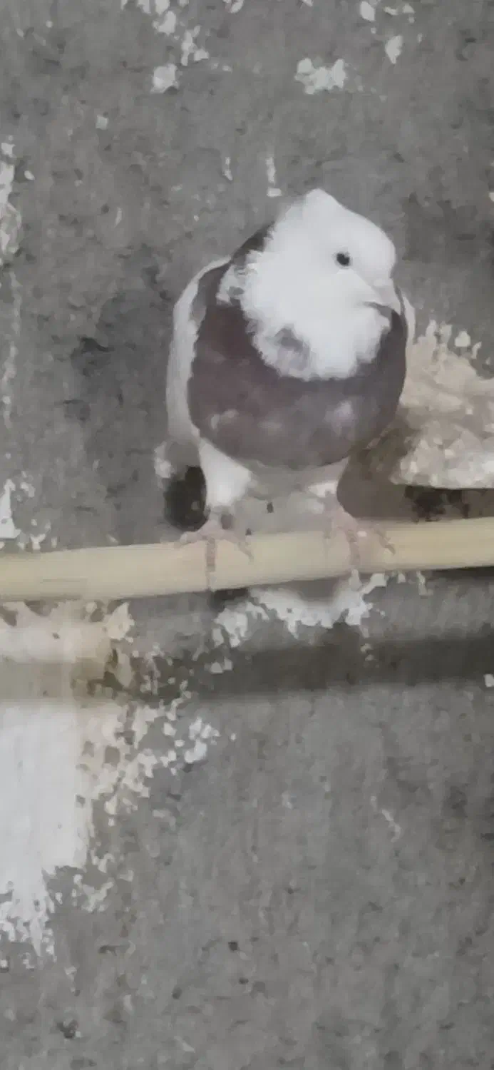 کبوتر|پرنده|چوار, |دیوار