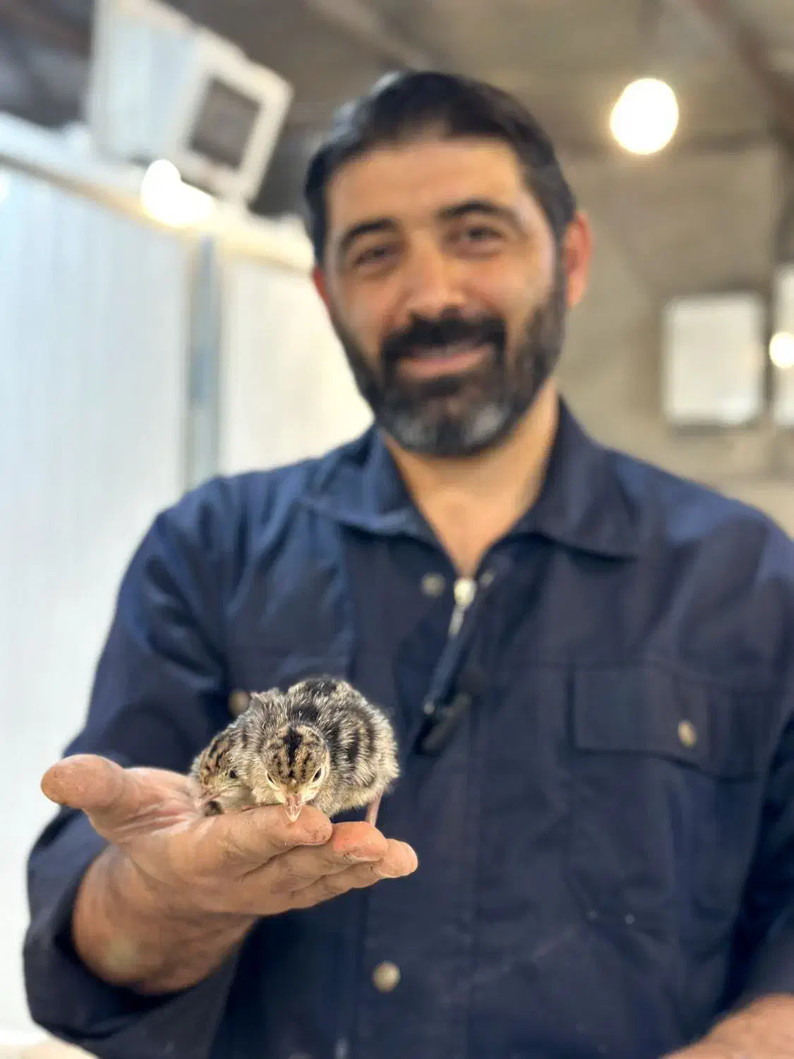 جوجه بوقلمون|حیوانات مزرعه|تهران, هلال احمر|دیوار