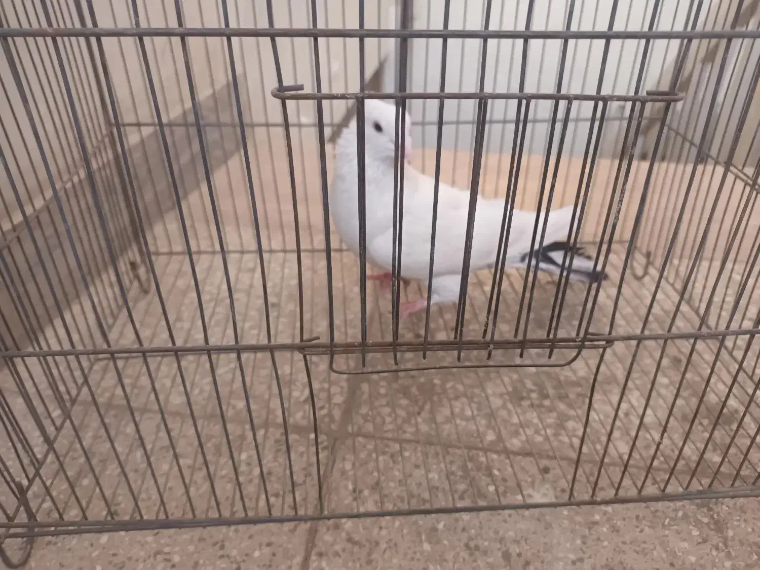 کفتررنگی وسرخ پرشی دم سفید|پرنده|قم, بنیاد|دیوار