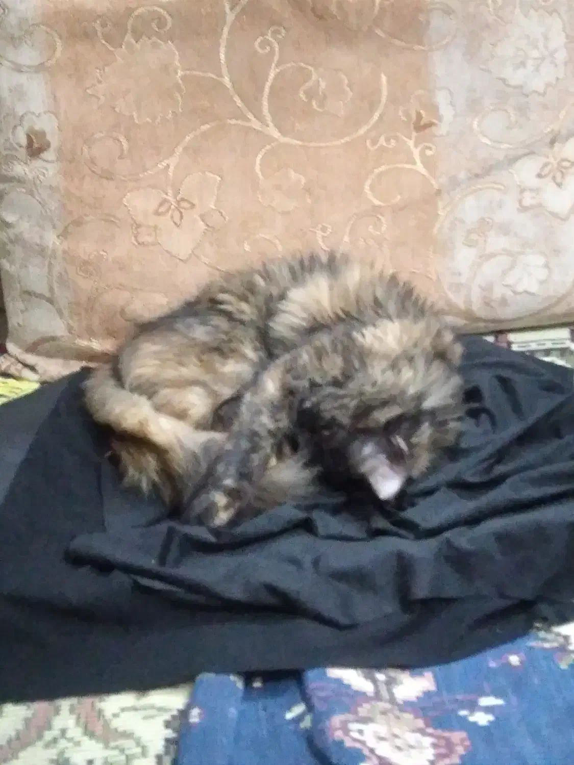 گربه پرشین|گربه|مشهد, رضاییه|دیوار