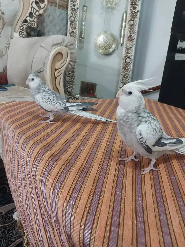 عروس هلندی ایزابلا|پرنده|شهریار, شهرک بهاران (ویره)|دیوار