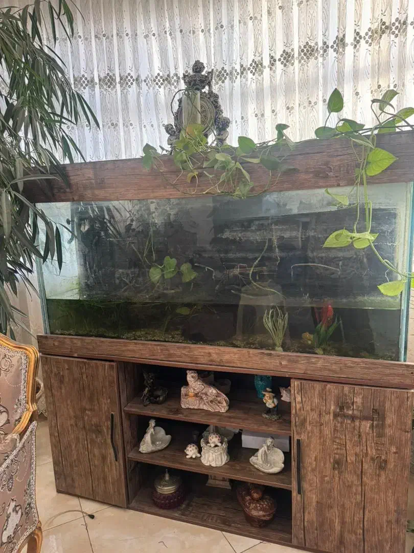 آکواریوم|ماهی|کرج, کوی امامیه|دیوار