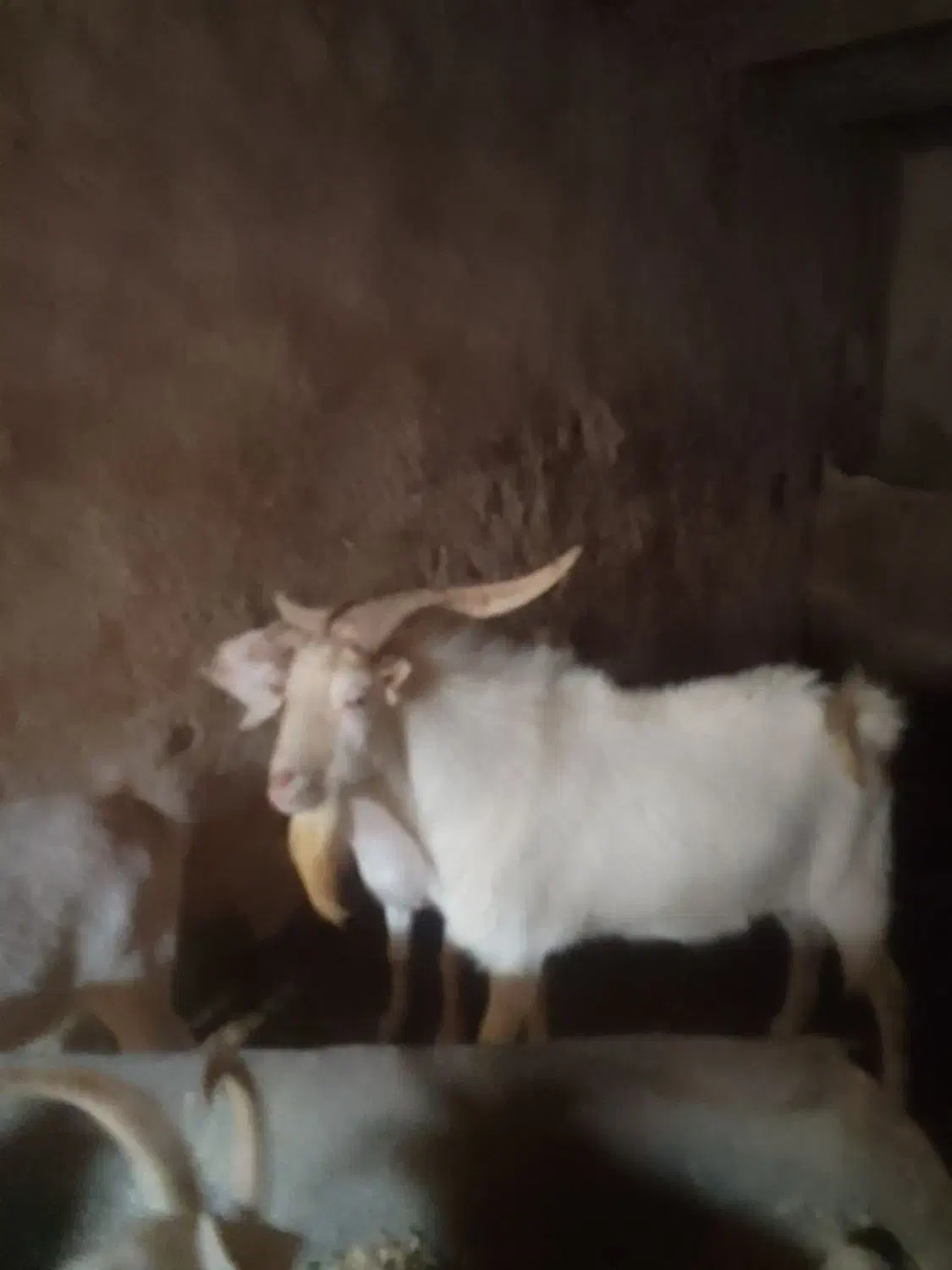 نر بز سانن یک سال ونیم برای اصلاح نژاد|حیوانات مزرعه|لاران, |دیوار