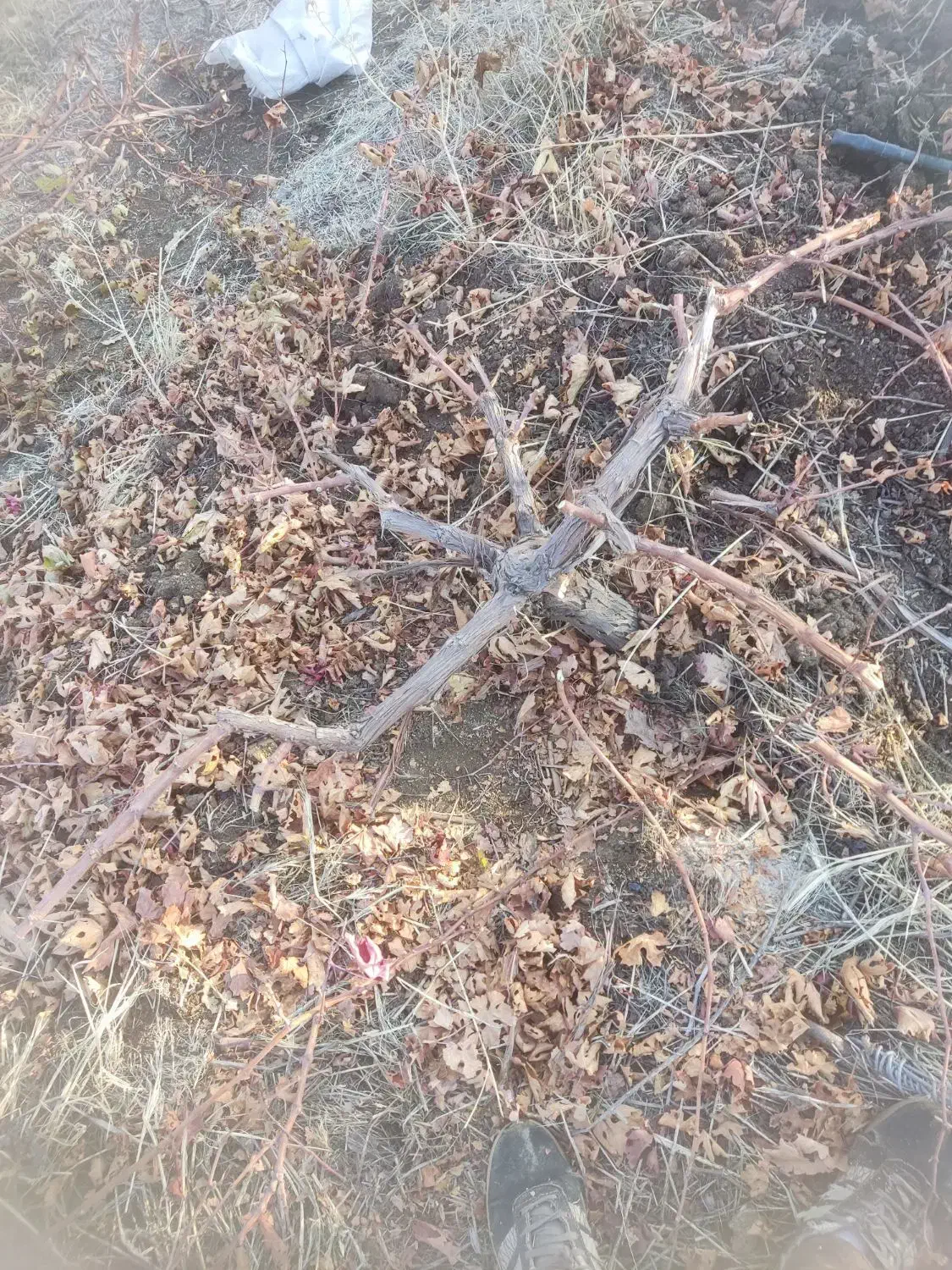 harskar|خدمات باغبانی و درختکاری|سردشت, |دیوار