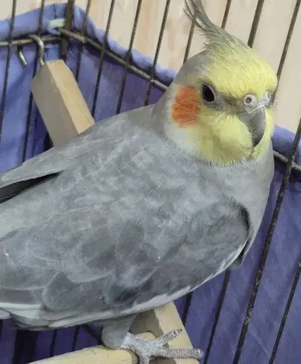 عروس هلندی گم شده|پرنده|نورآباد, |دیوار