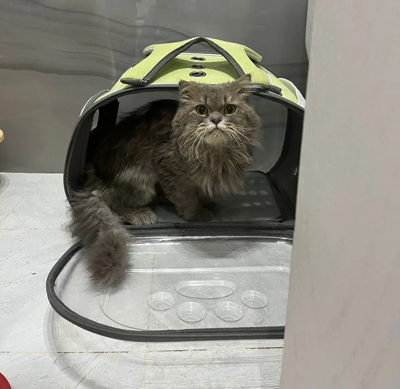 گربه گمشده|حیوانات|گلبهار, شهر جدید گلبهار|دیوار