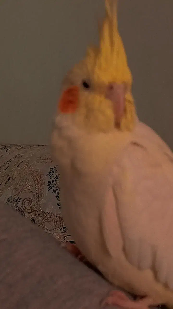 عروس هلندی ماده|پرنده|ملارد, |دیوار