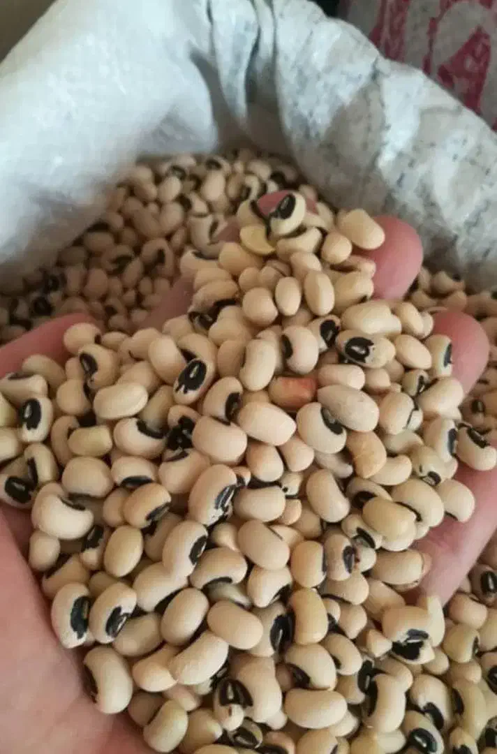 حبوبات|خوردنی و آشامیدنی|شیراز, شهرک مدرس|دیوار