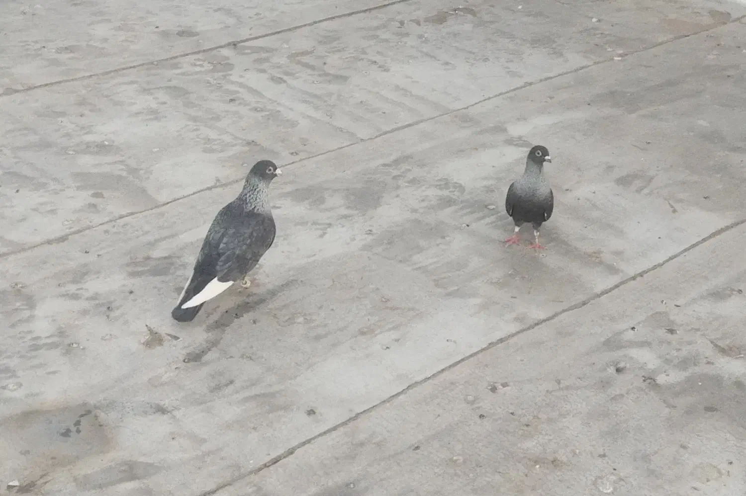 نقره ای  طوقی هفت‌رنگ سرخ فری  ساده هفت‌رنگ|پرنده|سبزوار, امیر کبیر|دیوار