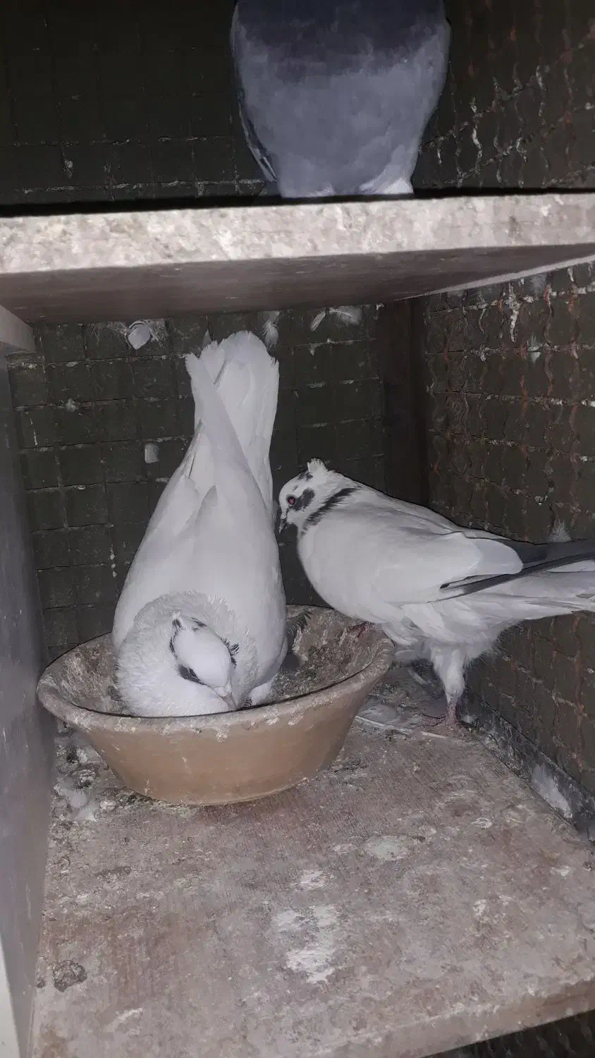 کفتر کبوتر شاپر خال ابی کم خال|پرنده|چرداول, |دیوار