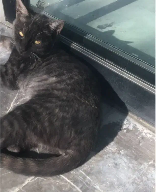 گربه ای گم شده|گربه|شیروان (خراسان), |دیوار