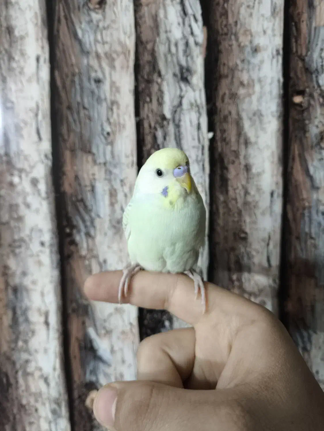 مرغ عشق|پرنده|شاهین‌شهر, ۹ دی|دیوار