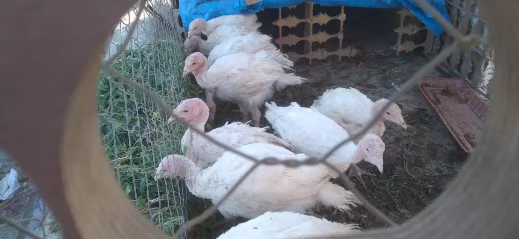 بوقلمون گوشتی|حیوانات مزرعه|اسلامشهر, کاشانک|دیوار