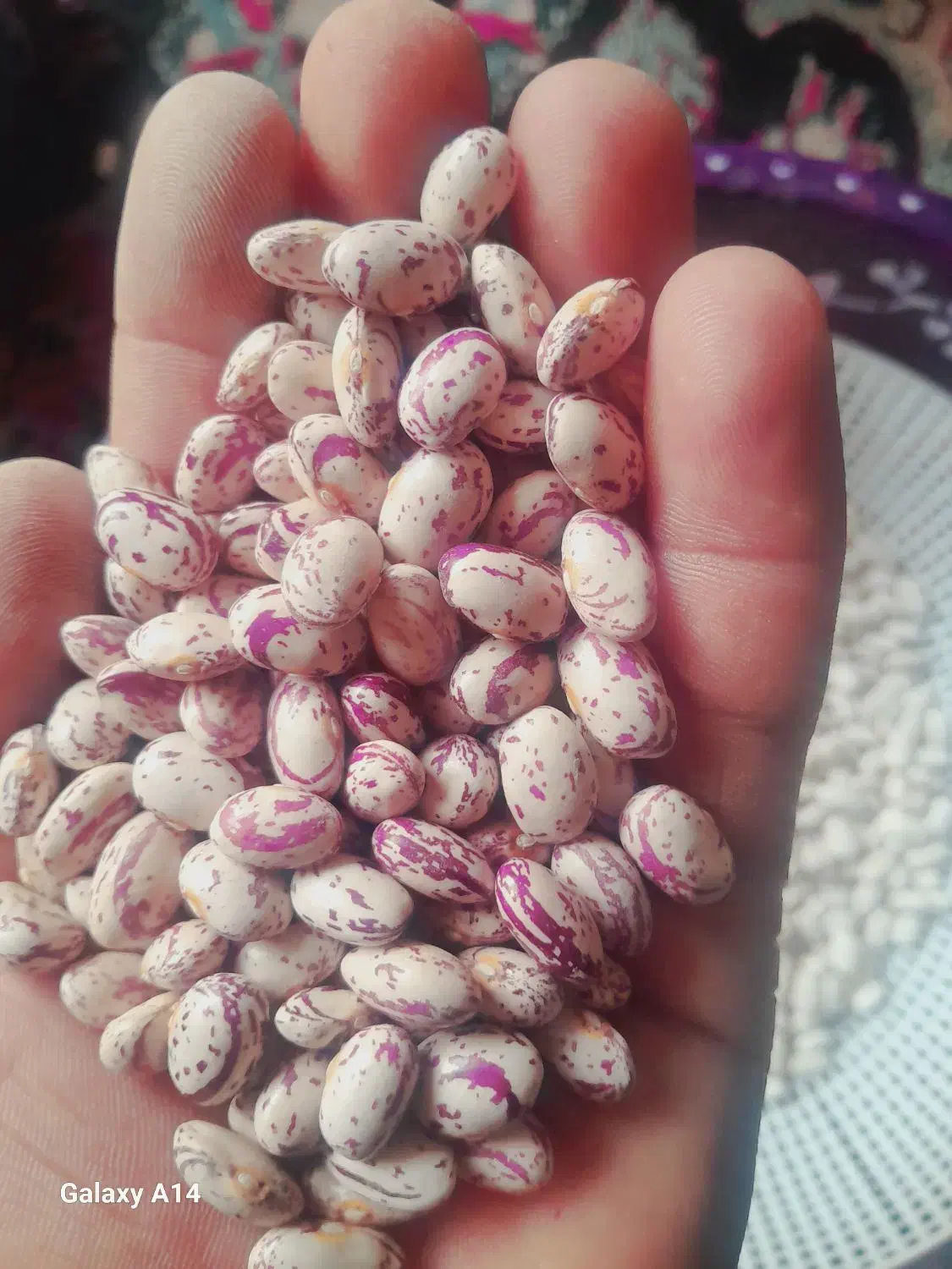 لوبیا چیتی|خوردنی و آشامیدنی|اصفهان, باغ فردوس|دیوار