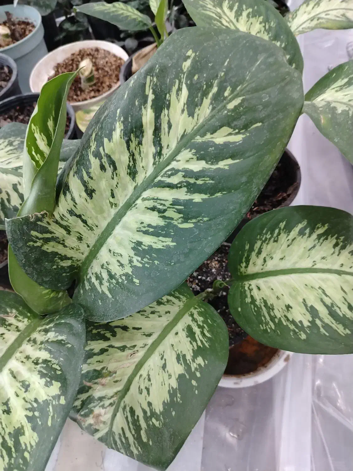 گلفروشی انلاین|گل و گیاه طبیعی|پیر بکران, |دیوار