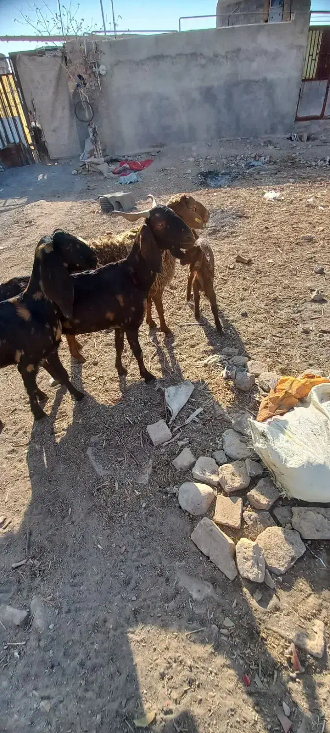 دوراس.بزچهل خال.یک زایید.ویک ابستن|حیوانات مزرعه|تربت جام, میان جام|دیوار