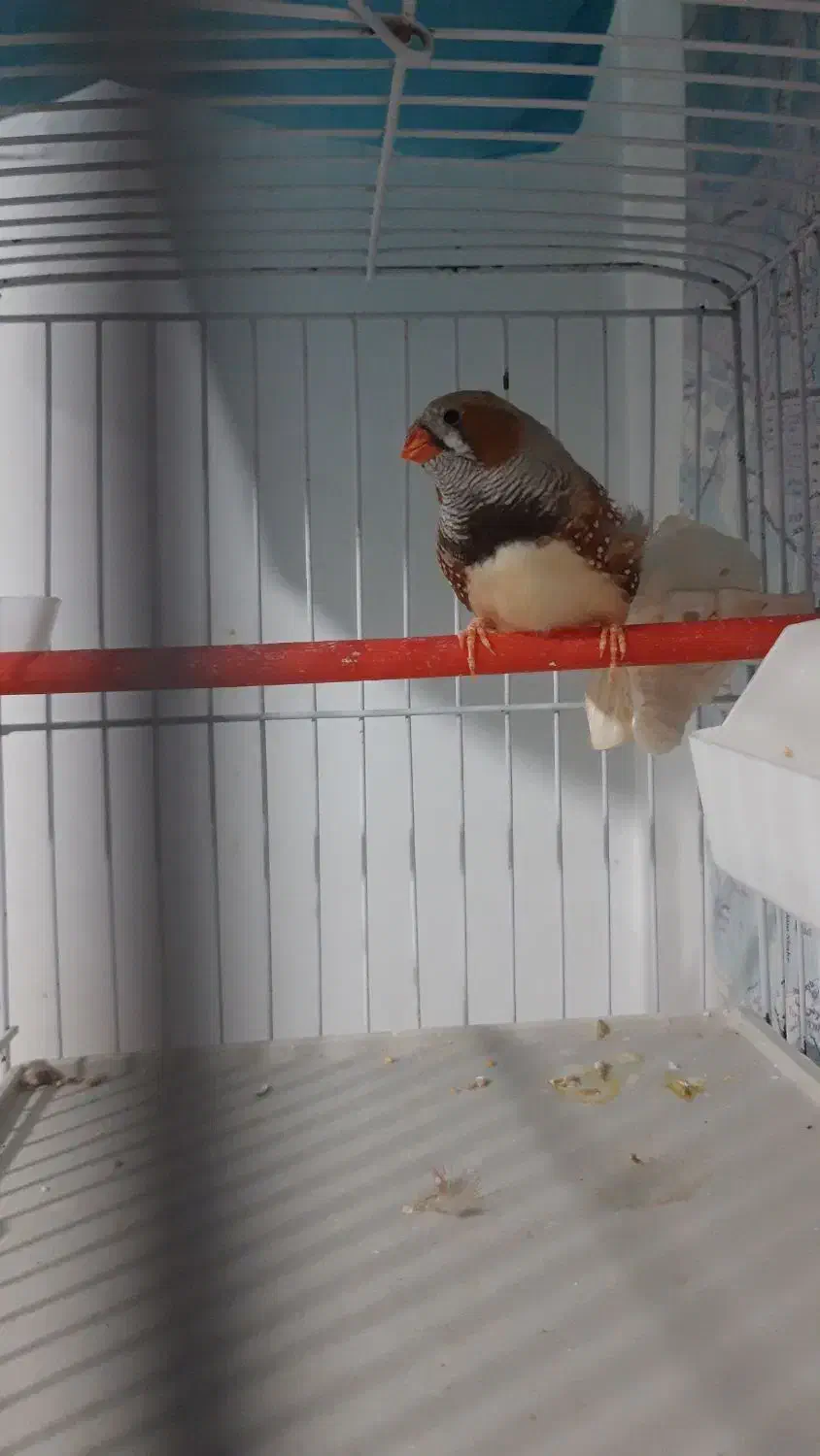 فنچ کینگ|پرنده|ساری, |دیوار