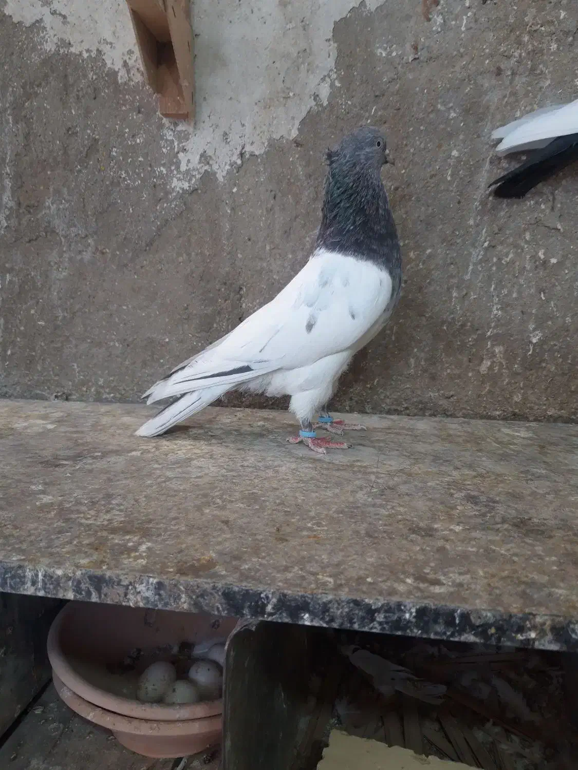 کبوتر کله سبز|پرنده|قیروکارزین, |دیوار