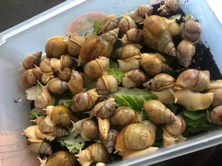 حلزون آلبینو|خزنده|اردبیل, |دیوار