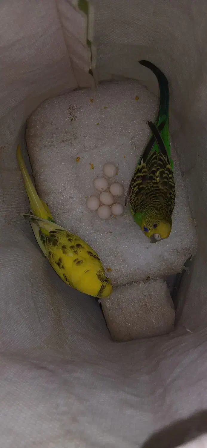 مرغ عشق رو تخم کار داده|پرنده|قزوین, |دیوار