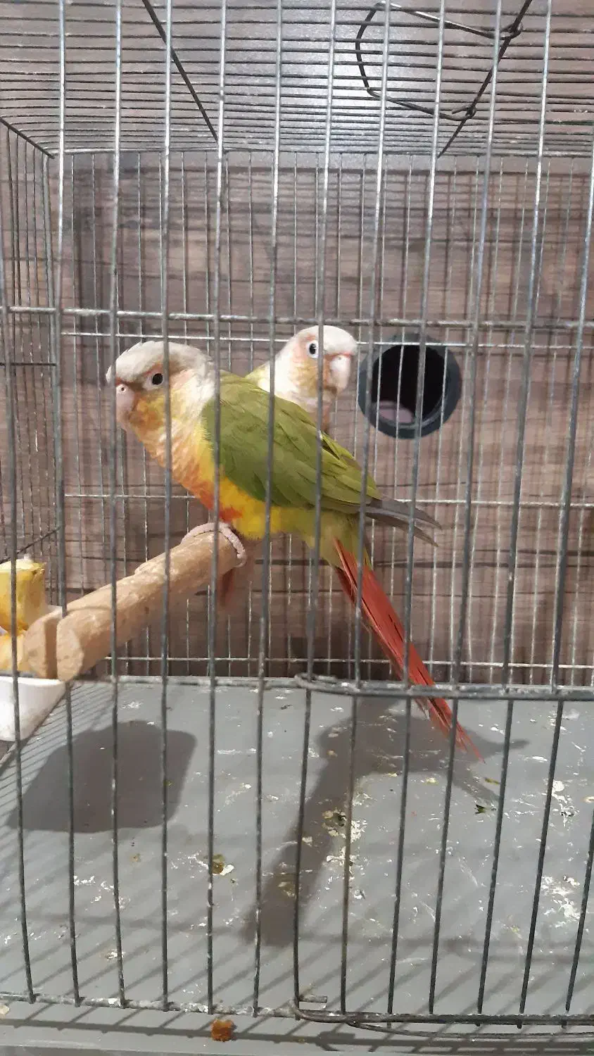 طوطی‌گرینچیک|پرنده|قدس, شهر‌قدس|دیوار