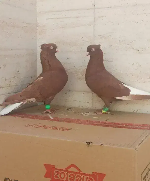 کبوتر جفتی دم سفید|پرنده|شیروان (خراسان), |دیوار