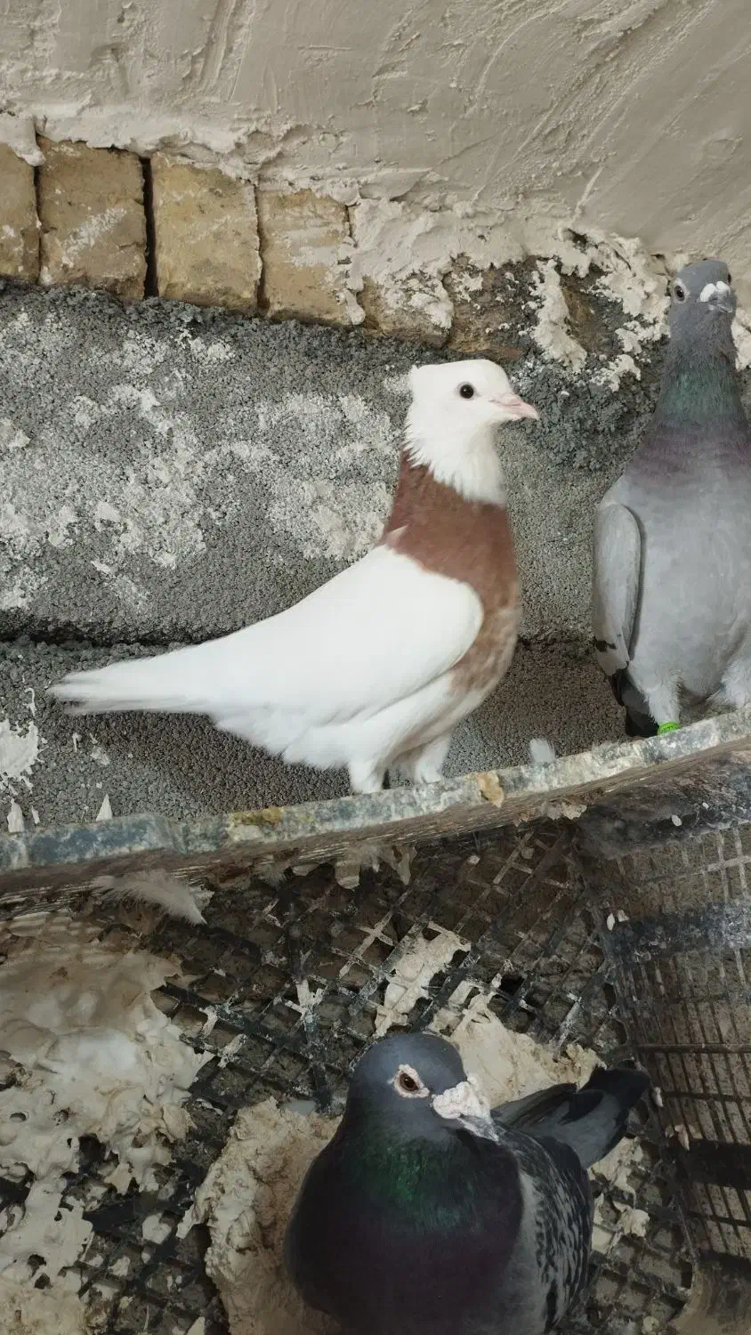 کبوترطوقی|پرنده|کرمانشاه, |دیوار