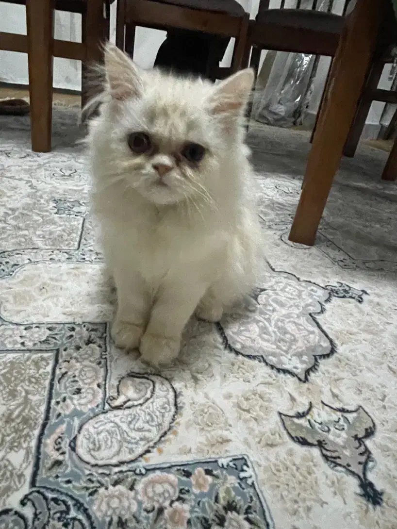 واگذاری گربه پرشین|گربه|رشت, دیلمان|دیوار