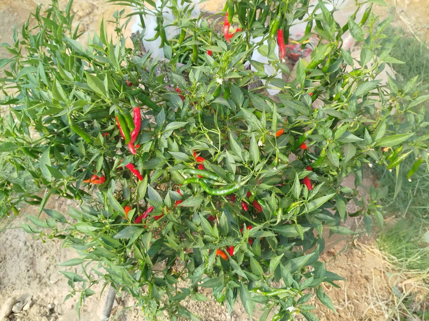 فلفل شمشیری تنددرجه یک|عمدهفروشی|جهرم, |دیوار