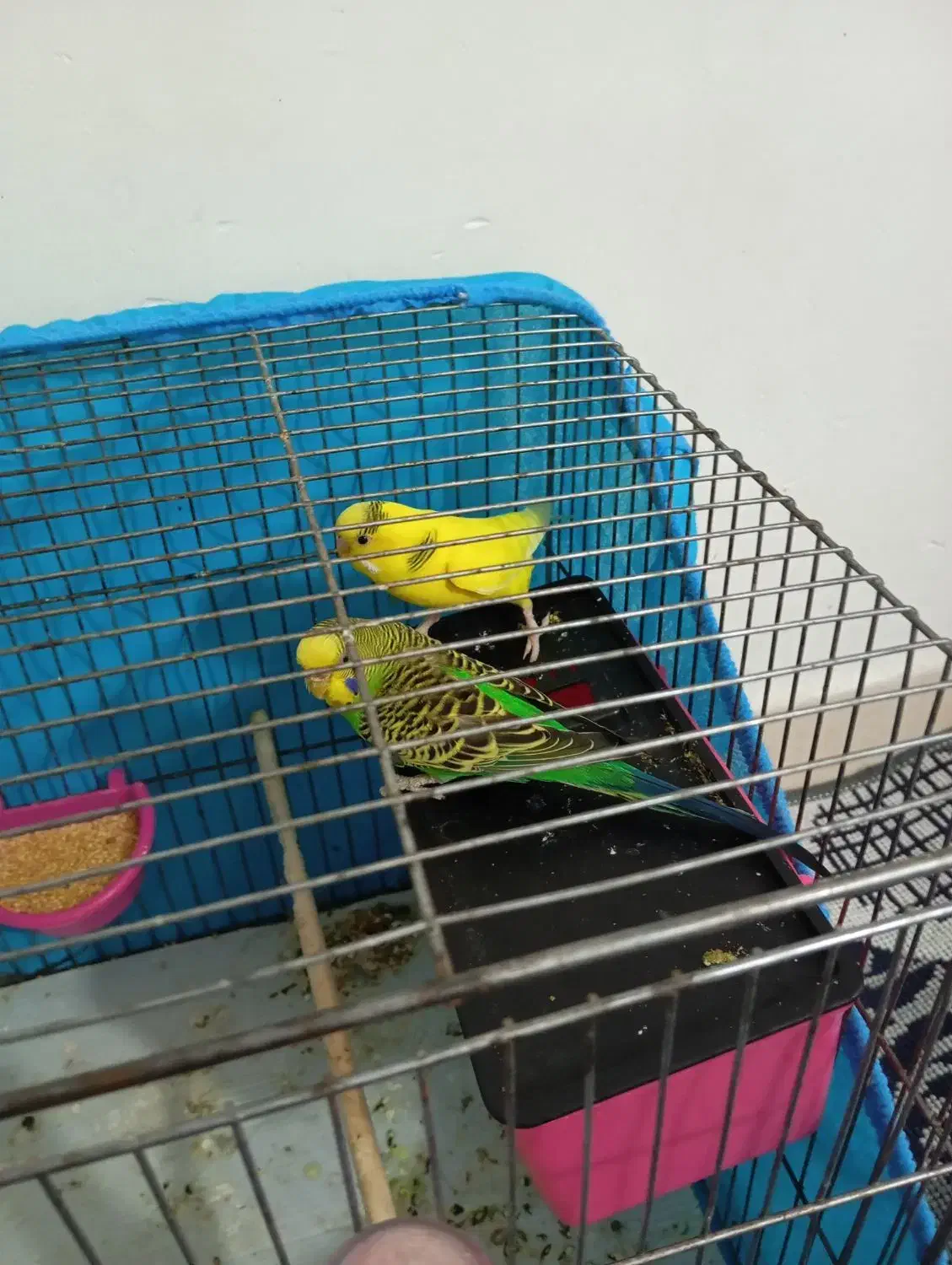 مرغ عشق|پرنده|نظرآباد, رسالت|دیوار