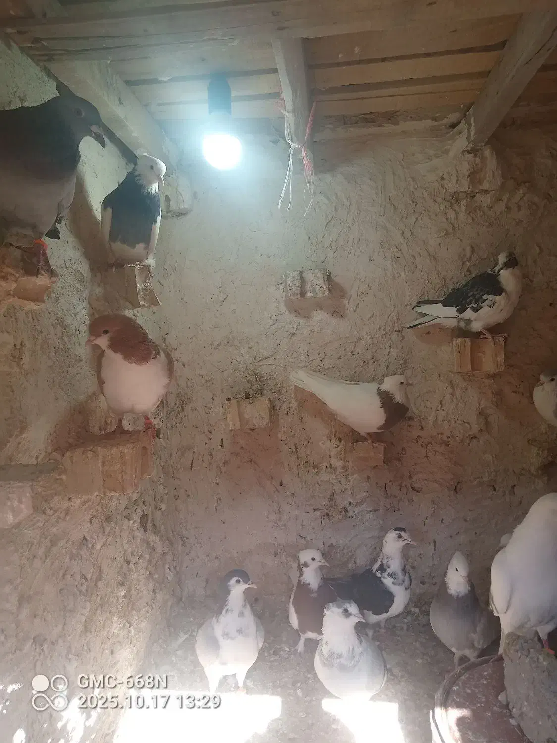 کبوتر رنگی و المانی|پرنده|جلگه رخ, |دیوار