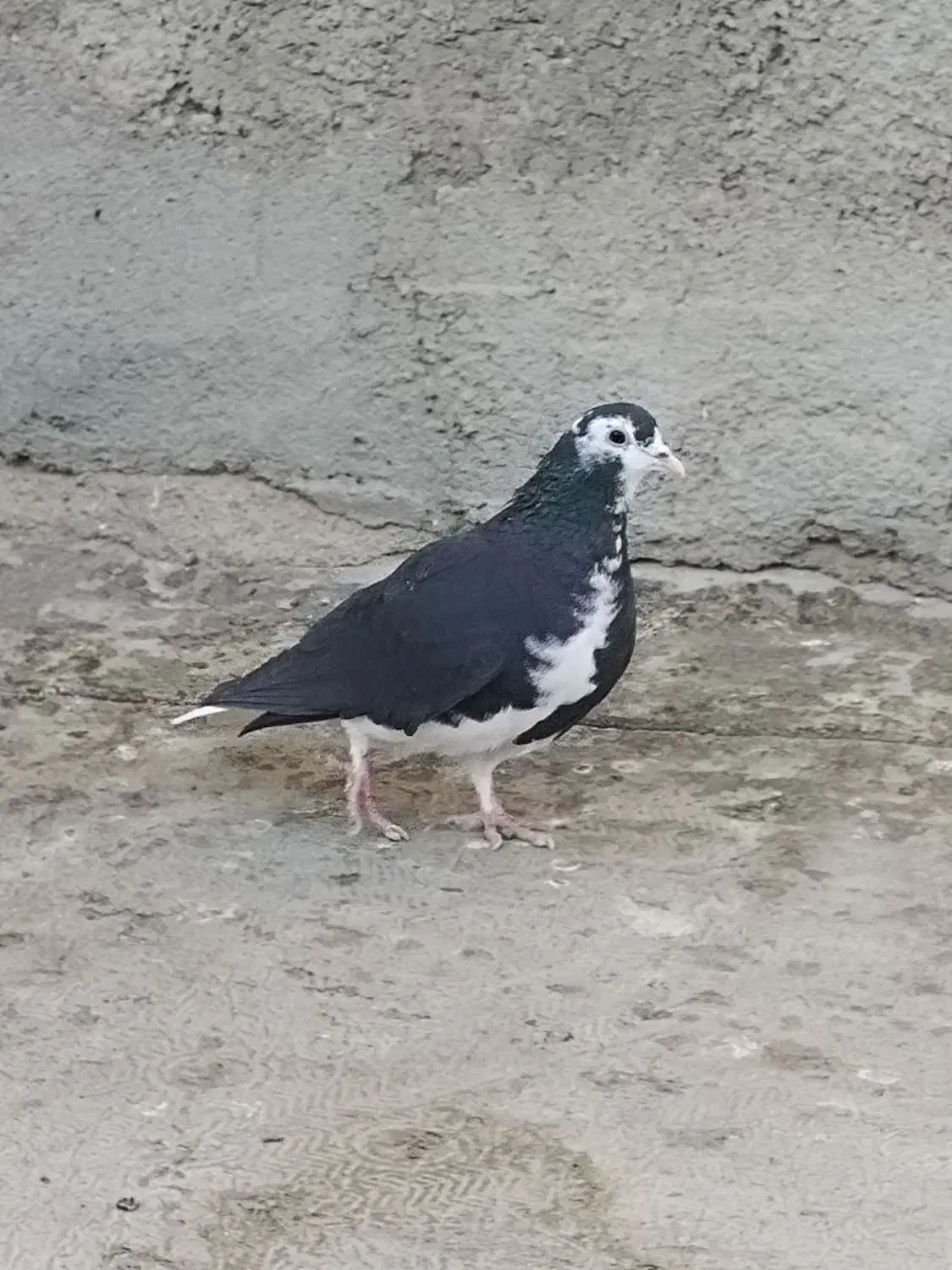 ساده سیاه ماده جلو بسته عروسک|پرنده|تربت‌حیدریه, ترمینال|دیوار