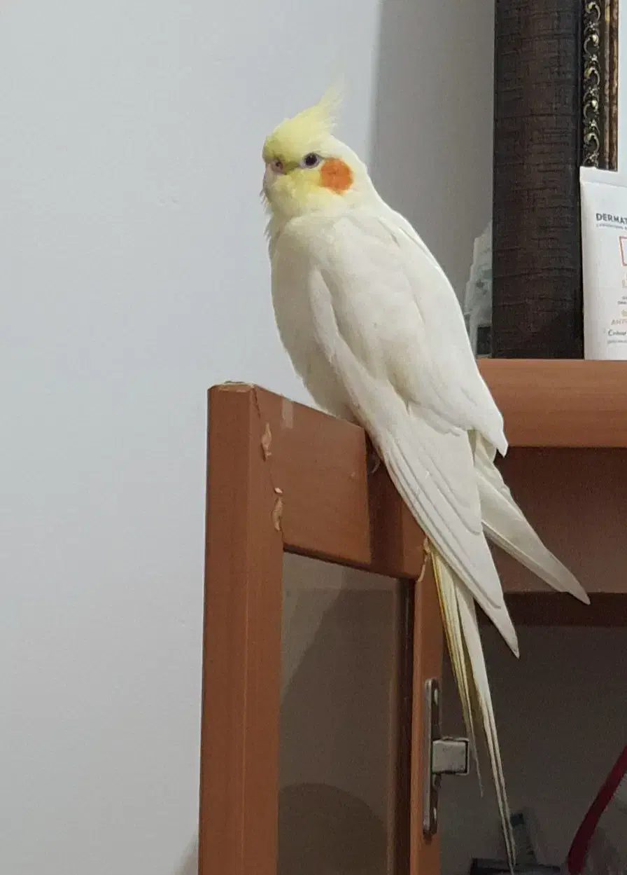 عروس هلندی گمشده|حیوانات|بندرعباس, |دیوار