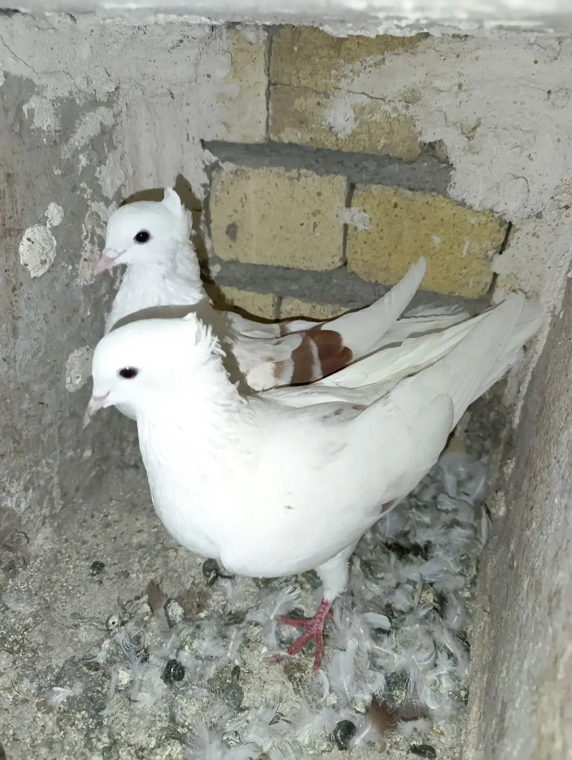 گرده دار کبوتر|پرنده|بروجرد, |دیوار