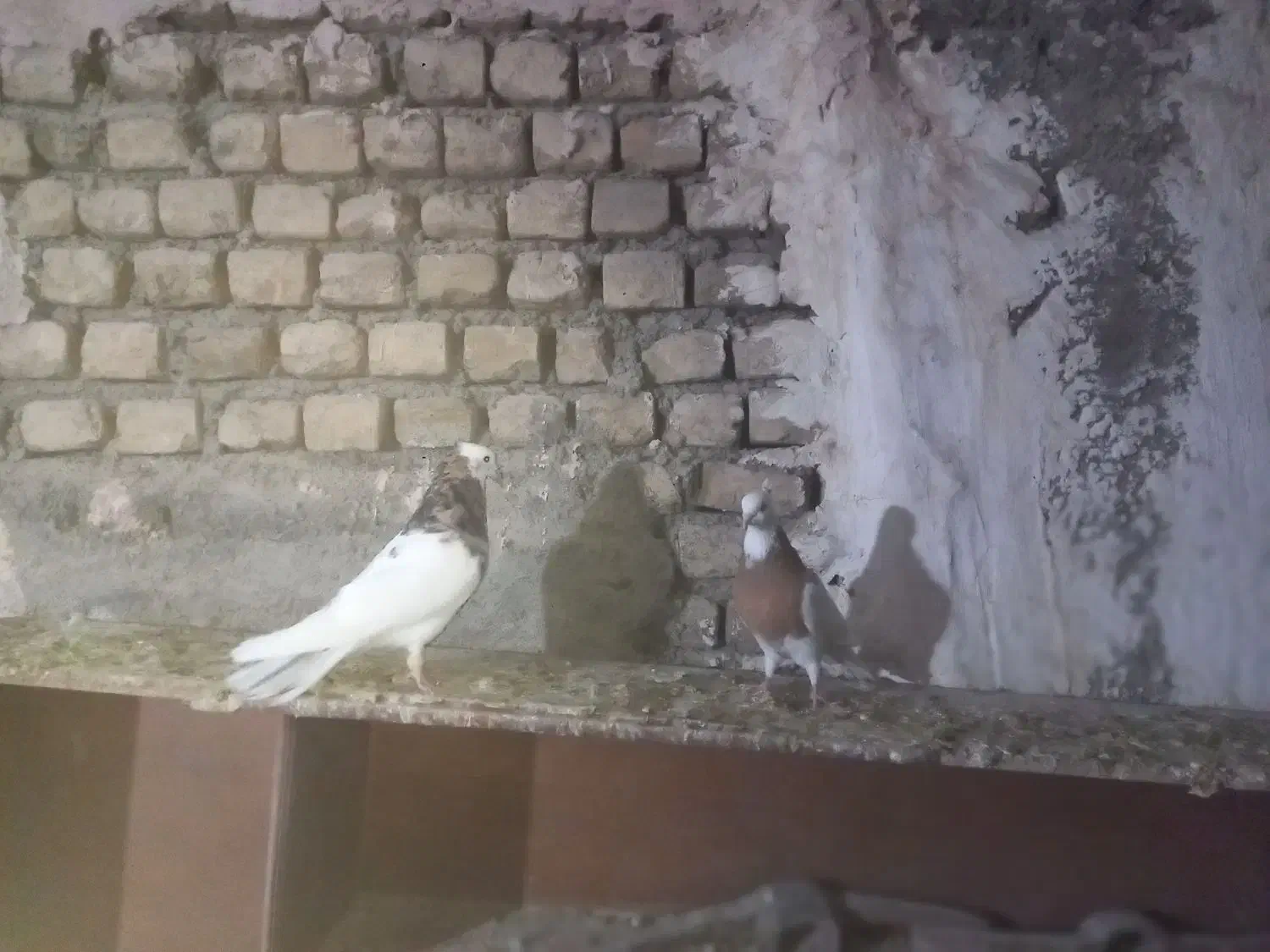 سلام چندجفت کفترجوفتگاه همه سالم به شرط تخم جوجه|پرنده|گلمکان, |دیوار