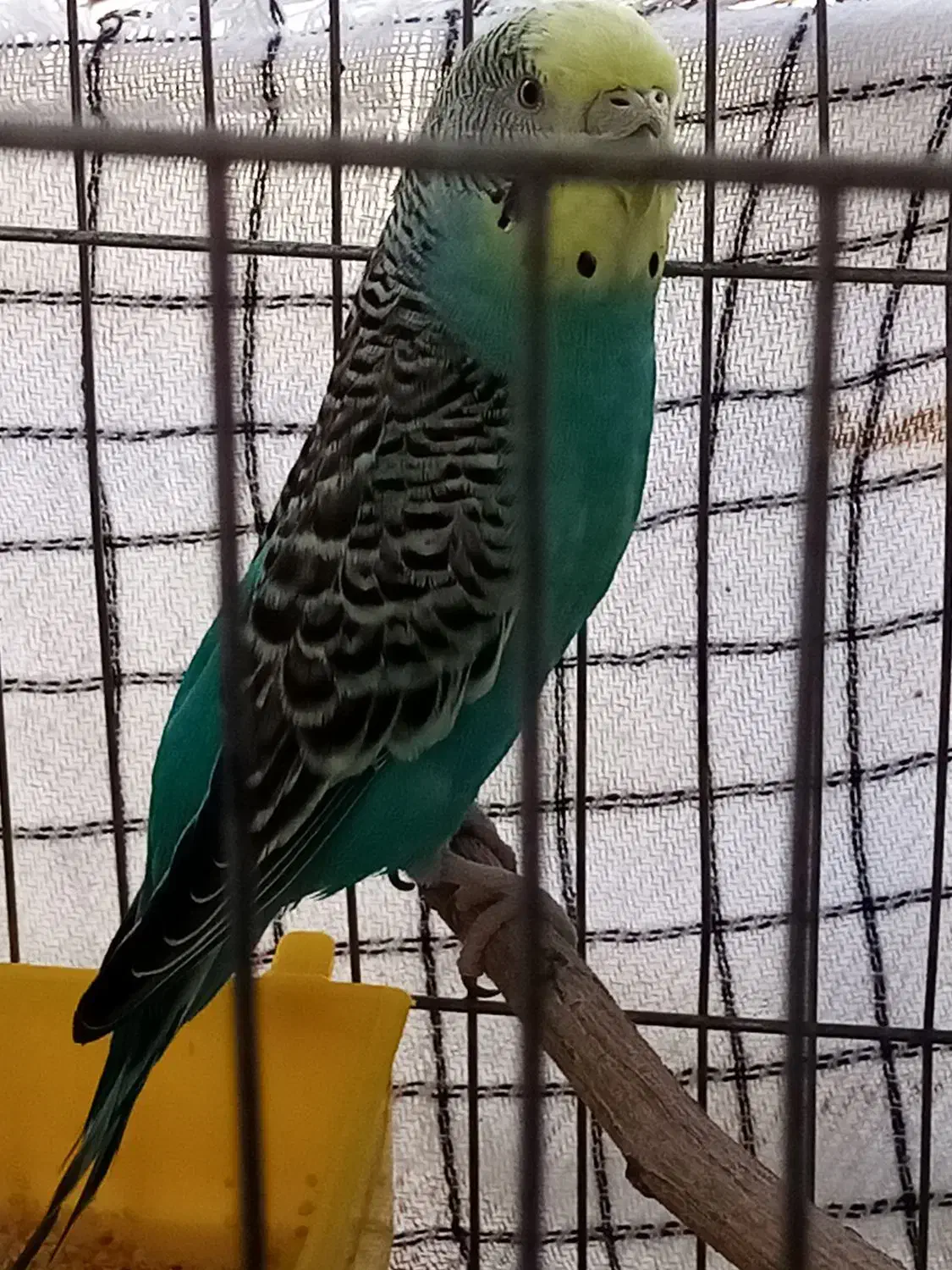 یک جفت مرغ عشق مولد تضمینی|پرنده|پردیس, فاز ۱۱|دیوار