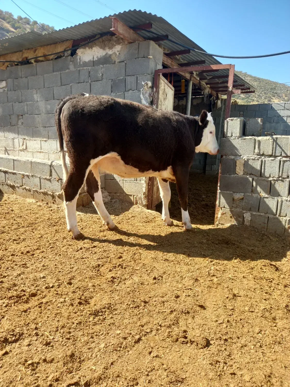 باسلام فروش یک راس گاو وشنگل|حیوانات مزرعه|سیسخت, |دیوار