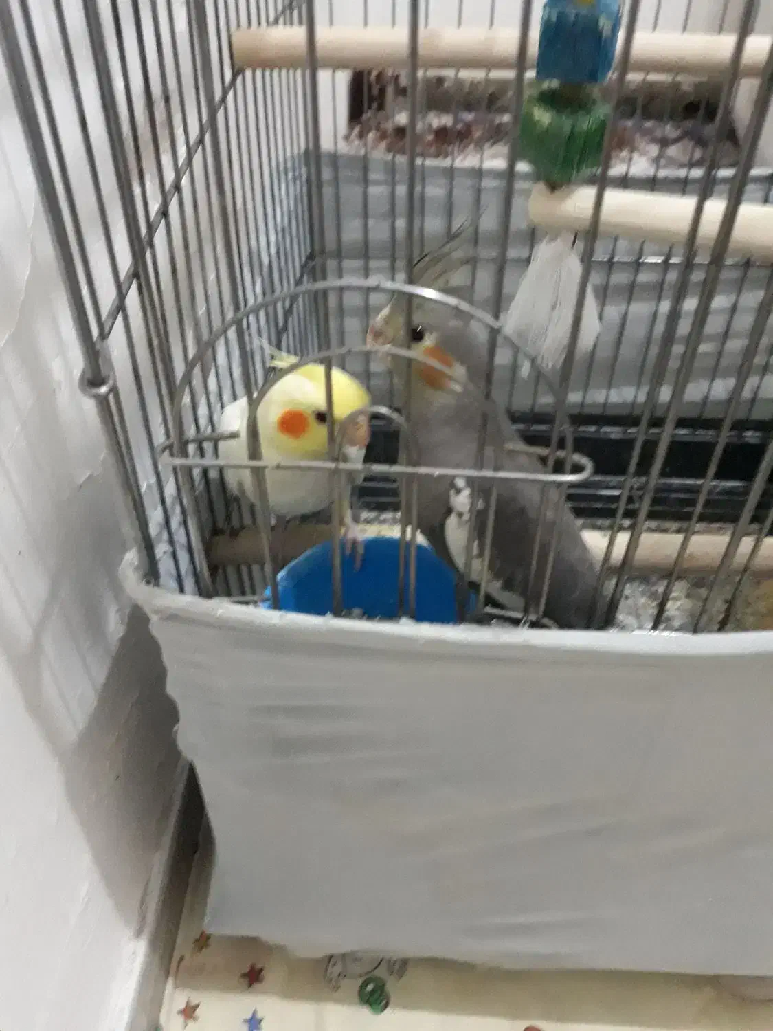 لوتینو|پرنده|تهران, خرمشهر|دیوار