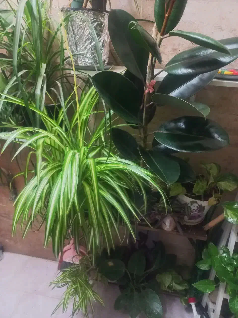 گل اپارتمانی|گل و گیاه طبیعی|قم, پردیسان|دیوار