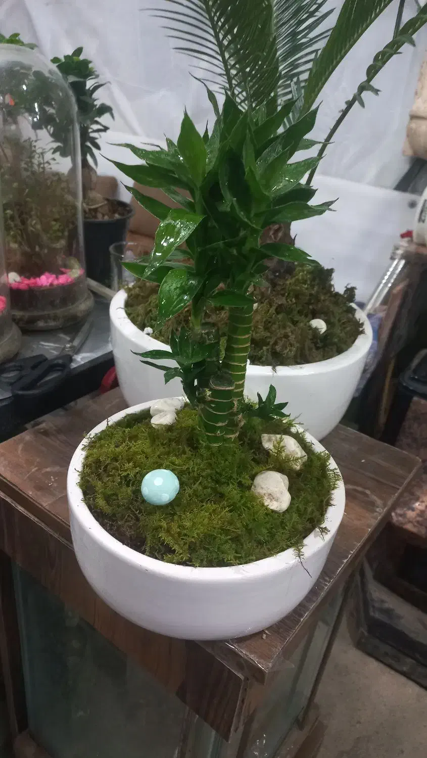 گل هدیه روز مادر|گل و گیاه طبیعی|نیشابور, هفده شهریور|دیوار